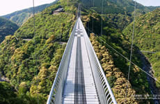 照葉大吊橋の写真