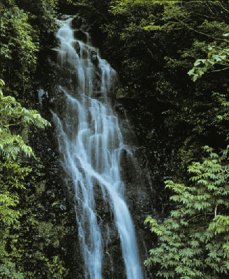 照葉樹林の画像1