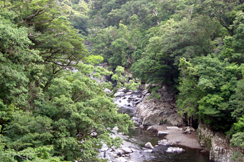 照葉樹林の画像2