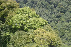 照葉樹林の四季の画像2