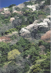照葉樹林の四季の画像7