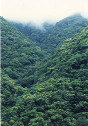 照葉樹林の四季の画像8
