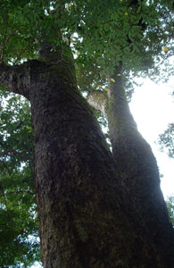 大きな木の写真
