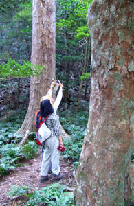 森林で木を見上げる人の写真