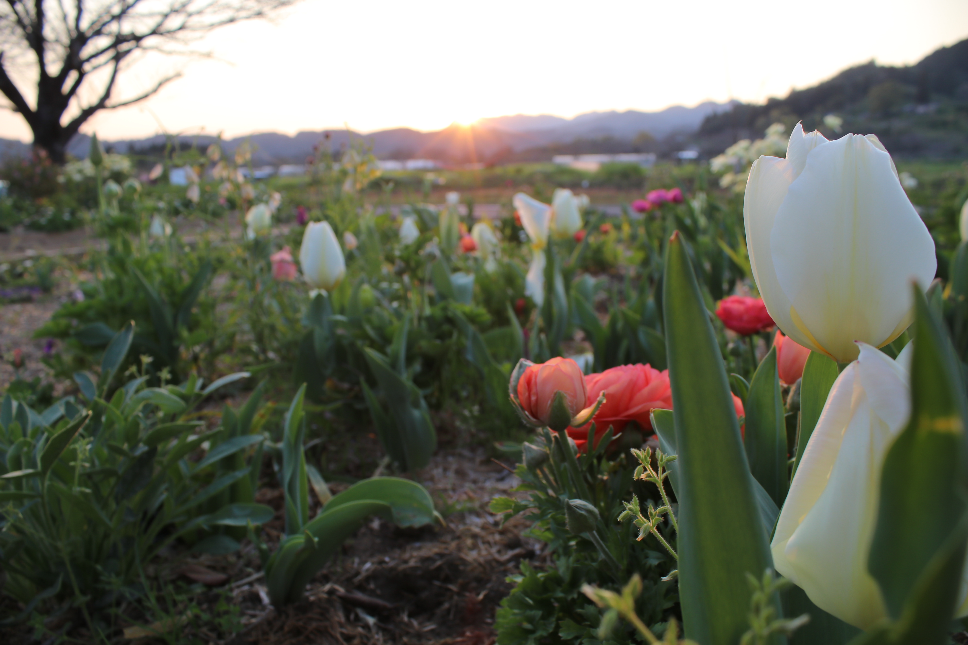 夕暮れチューリプ