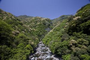 照葉樹林と「綾の照葉大吊橋」